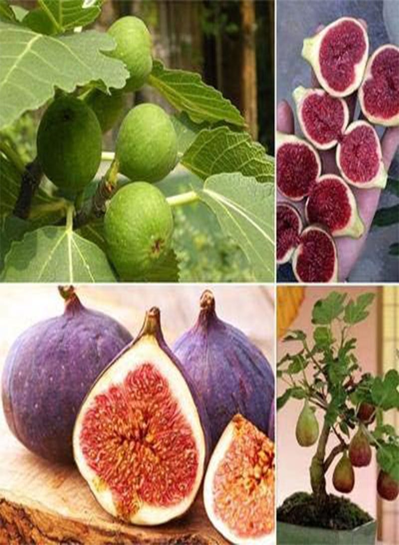 GGOOT seeds Fresh 100pcs Ficus Carica Fruit Seeds for Planting Mixed 1