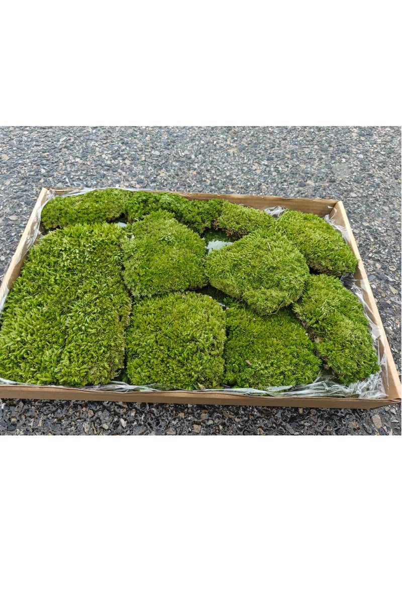 RYK-Natural Preserved Dried Pincushion Moss， Handmade, elegant moss wall decoration - zero maintenance, perfect for home, office, and wedding venues - Image 1