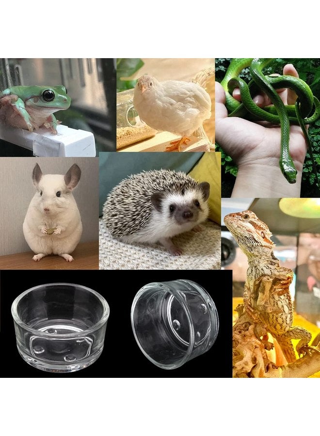 Senzeal 4X Glass Reptile Feeding Dish Food Water Bowl Feeder Bowl Cup Basin Tray Container for Small Pets Reptile Lizard Spider Scorpion Corn Snake Centipede Crickets - Image 5