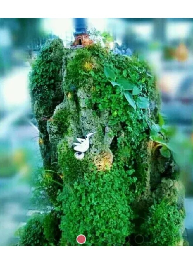 ١٠٠ بذرة من بذور نباتات الزينة الصخرية، بذور عشب الحجر، بذور عشب البونساي - Image 1