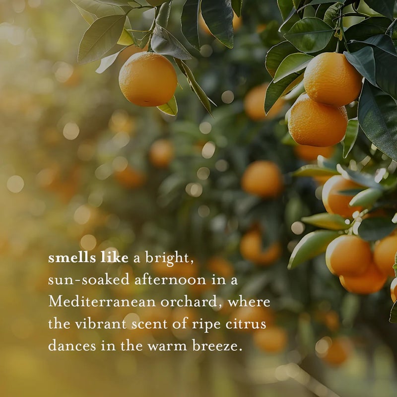 A LA MAISON Body Wash, Citrus Blossom, 25.36 Fluid Ounce - Image 4