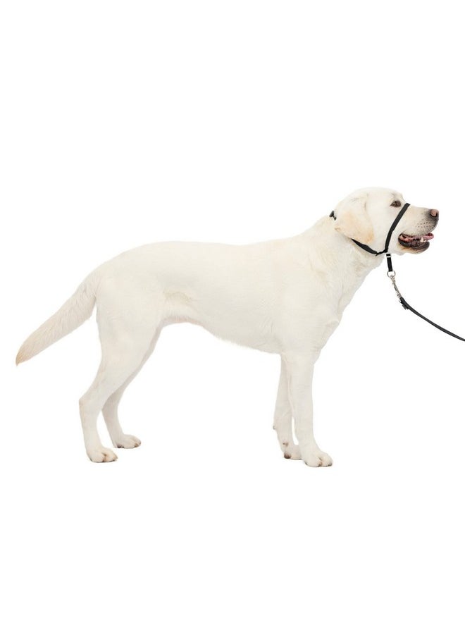PetSafe - PetSafe Gentle Leader No-Pull Head Collar for Dogs, Dog Head Collar - The Ultimate Solution to Pulling, Padded Nose Loop, Quick-Snap Neck Strap, Dog Halter, Large - Black - Image 1