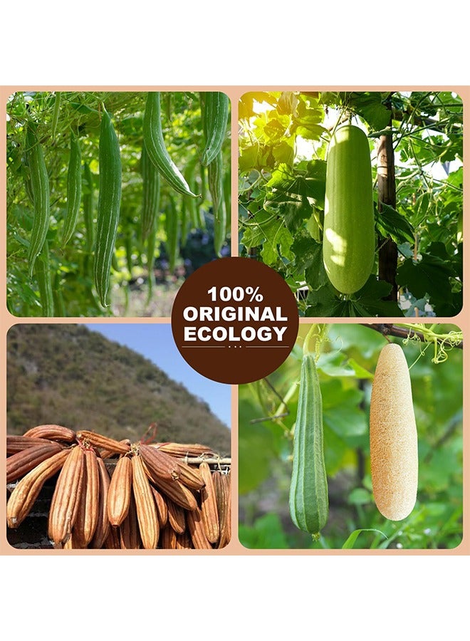 2 PCS Natural Loofah, Shower Loofah, Organic Shower Loofah Sponge Exfoliating Loufa Sponge, Sponge Exfoliating Shower Scrubber, Body Loofah for Men and Women Body Exfoliation Bath Eco-Friendly and Biodegradable Luffa - Image 4