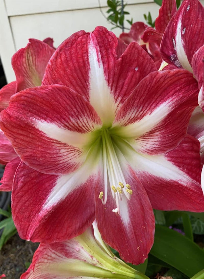 GGOOT 2 rote Amaryllis Zwiebeln natürliche winterharte Blumen die das ganze Jahr über im Garten gepflanzt Werden bezaubernde Farben Dekoration Hausgarten spektakuläre wunderschöne Schnittblumen - Image 2