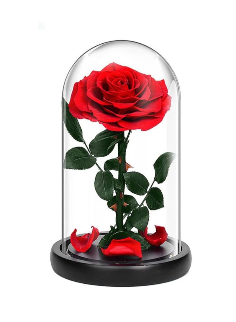 Scrolls Handmade Preserved Rose Forever Never Withered Flowers,Gift for Wedding,Anniversary,Birthday, Mother's Day Gift, Best Gift for Her Rose (Single Rose, RED) 14x22cm - Image 2