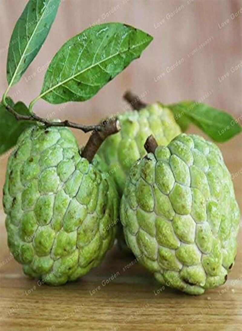 GGOOT New 5 pcs Guanabana Annona Muricata Fruit Seeds for Gardening Green - Image 3