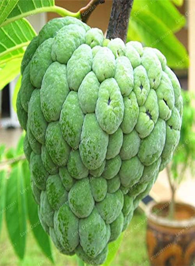 GGOOT New 5 pcs Guanabana Annona Muricata Fruit Seeds for Gardening Green - Image 1