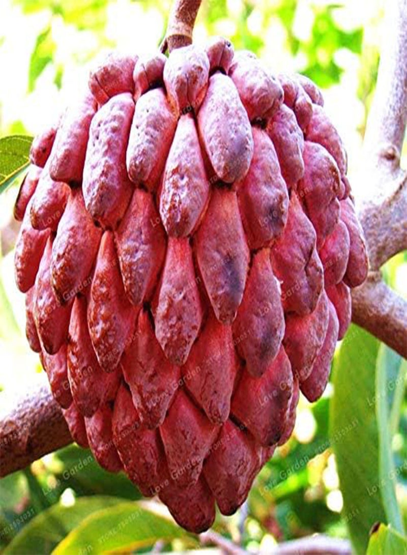 GGOOT New 5 pcs Guanabana Annona Muricata Fruit Seeds for Gardening Green - Image 2