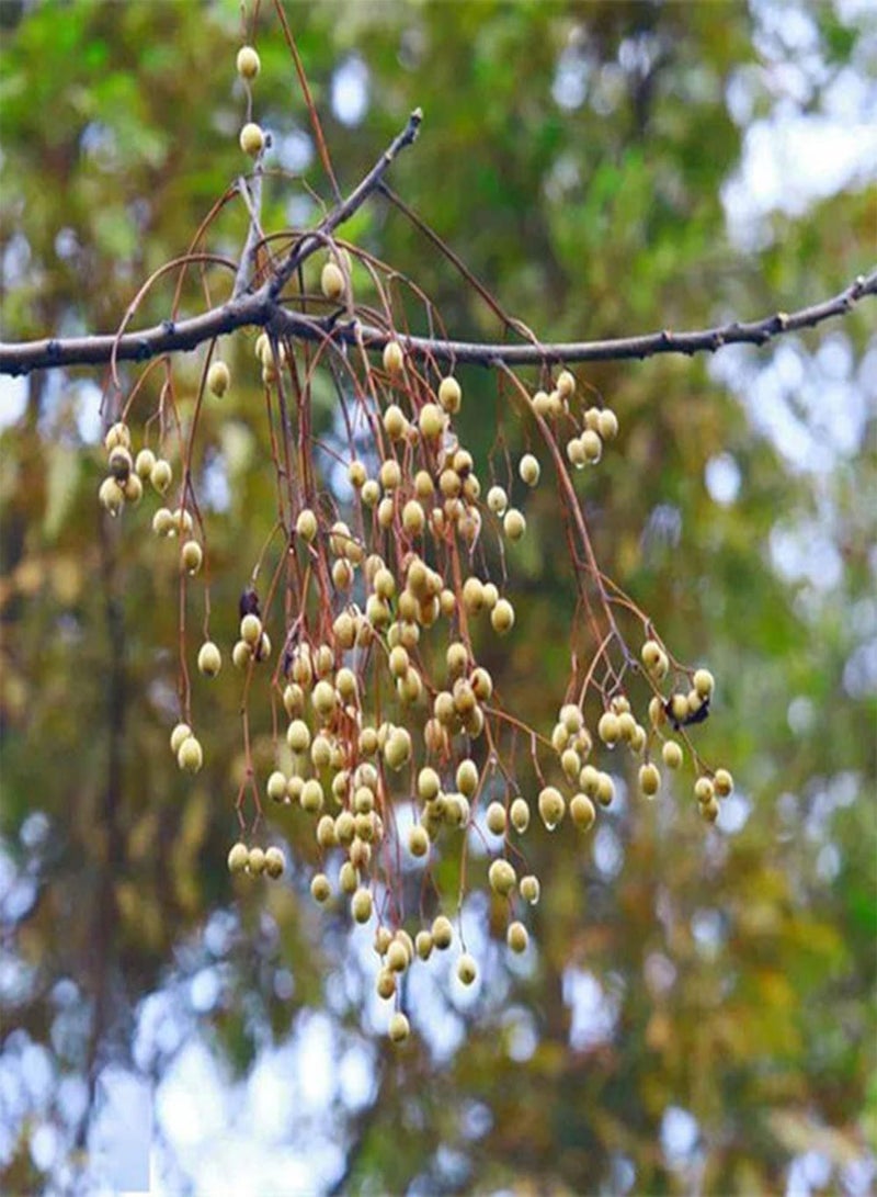 GGOOT 20Pcs Neem Seeds Planted in Outdoor Garden Attractive Trees for Landscaping Has Ornamental Value and Economic Value Easy Care - Image 2