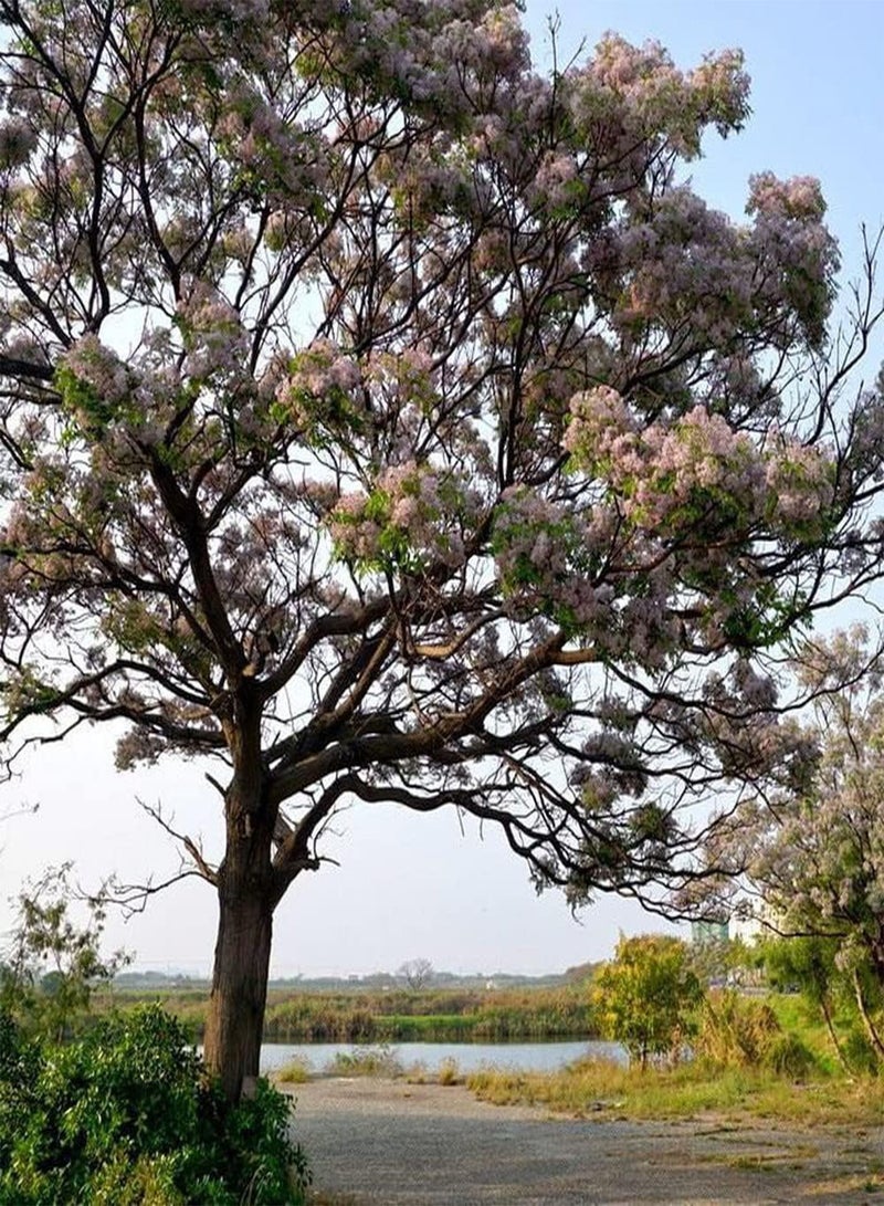 GGOOT 20Pcs Neem Seeds Planted in Outdoor Garden Attractive Trees for Landscaping Has Ornamental Value and Economic Value Easy Care - Image 1