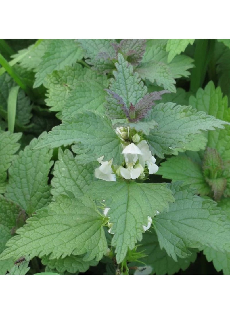 كلوران شامبو كلوران بخلاصة نبات القراص لتنظيم إفراز الدهون للشعر الدهني 200 مل - Image 3