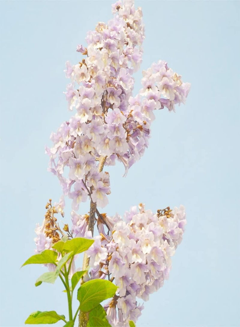 جي جوت 100 قطعة من بذور الباولونيا هي واحدة من أشجار الحدائق الأكثر شعبية في كل مكان ومناسبة لأي أسلوب زراعة تبدو الزهور مذهلة بألوان زاهية - Image 2