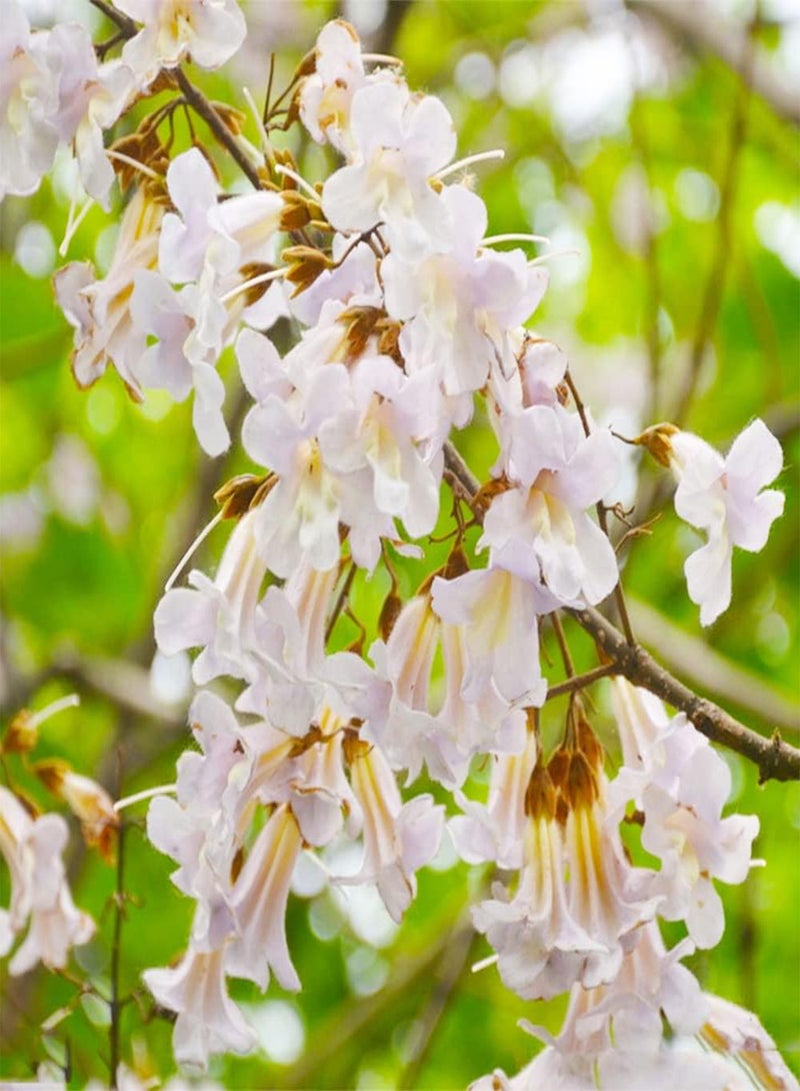 جي جوت 100 قطعة من بذور الباولونيا هي واحدة من أشجار الحدائق الأكثر شعبية في كل مكان ومناسبة لأي أسلوب زراعة تبدو الزهور مذهلة بألوان زاهية - Image 3