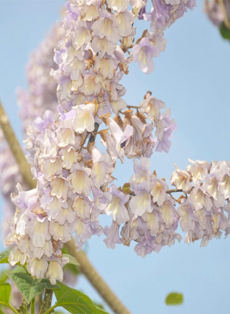 جي جوت 100 قطعة من بذور الباولونيا هي واحدة من أشجار الحدائق الأكثر شعبية في كل مكان ومناسبة لأي أسلوب زراعة تبدو الزهور مذهلة بألوان زاهية - Image 1