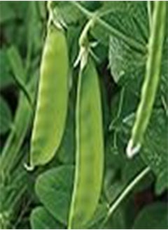 100 x Pea Oregon Sugar Pod Mangetout Vegetable Seeds (239.5g's Approx.)