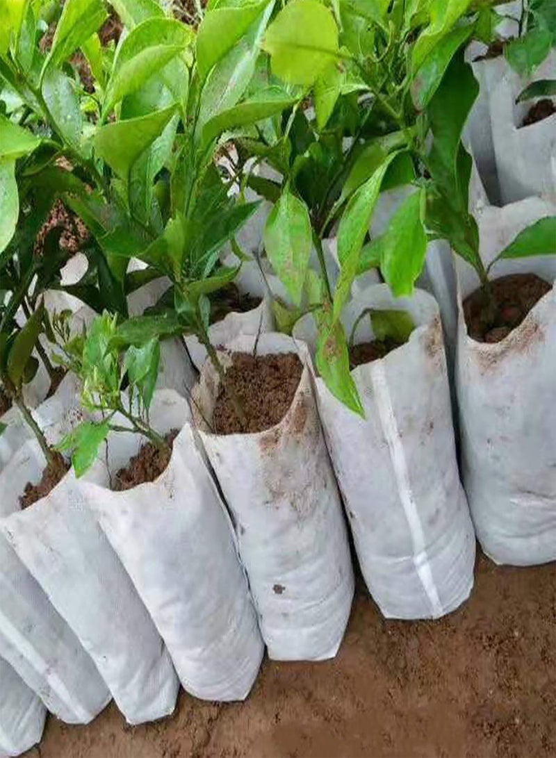 GGOOT Seeds Starter Bags Small, Non-Woven Nursery Plant Grow Bags, Fabric Seedlings Bags Pots Pouch for Plants Seedings Clones Home Garden Supply 12cm x 15cm - Image 4
