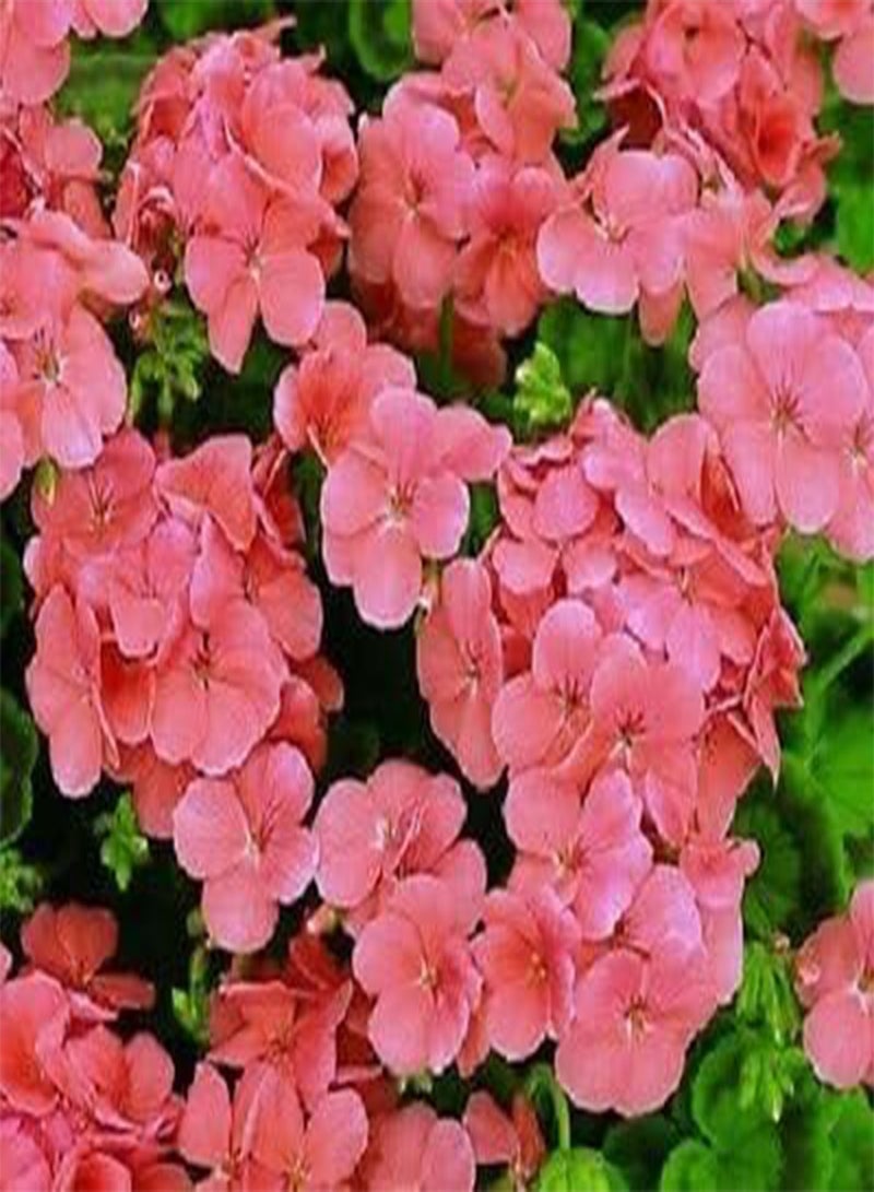 GGOOT 15 Geranium Film Coated MultiBloom Salmon Multi Bloom Geranium seeds
