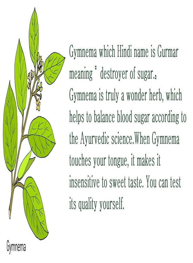 Himalayan Brew Gymnema Tea | Ayurvedic / Herbal Tea for Diabetes Patients|Control Blood Sugar Level & Boost Immunity # 100 Gm (Khadi India Product) - Image 4