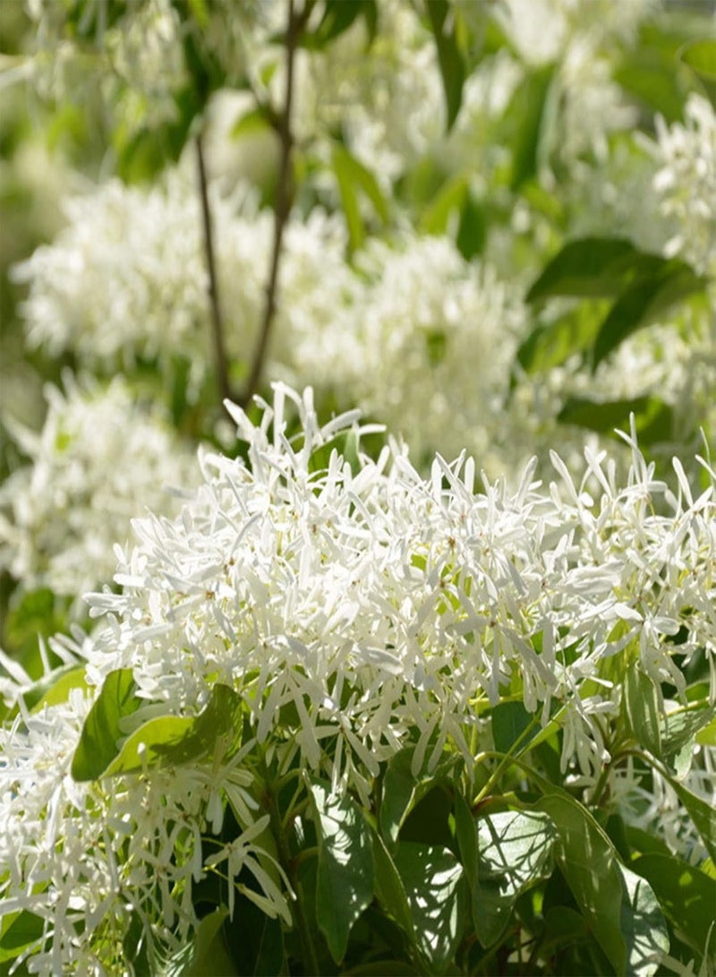 GGOOT Seed for Planting,20Pcs Lemon Myrtle Seeds Backhousia Citriodora Flowering Shrub Garden Plants-Lemon Myrtle Seeds - Image 1