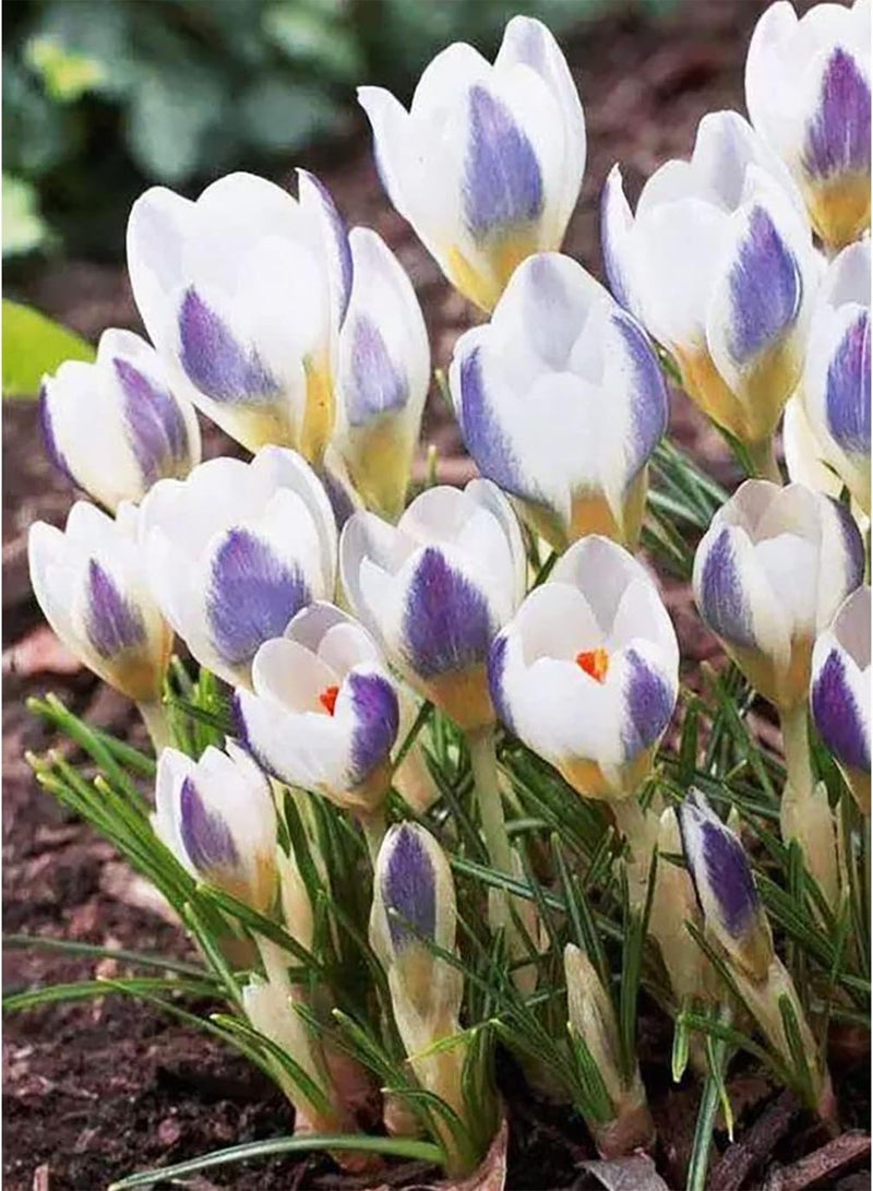 GGOOT 5pcs Exotische Crocus Bollen Heirloom Saffraan Bollen Ingemaakte Bloembol Zeldzame Verscheidenheid Geschikt voor Beginners Hoge Sierwaarde - Image 2