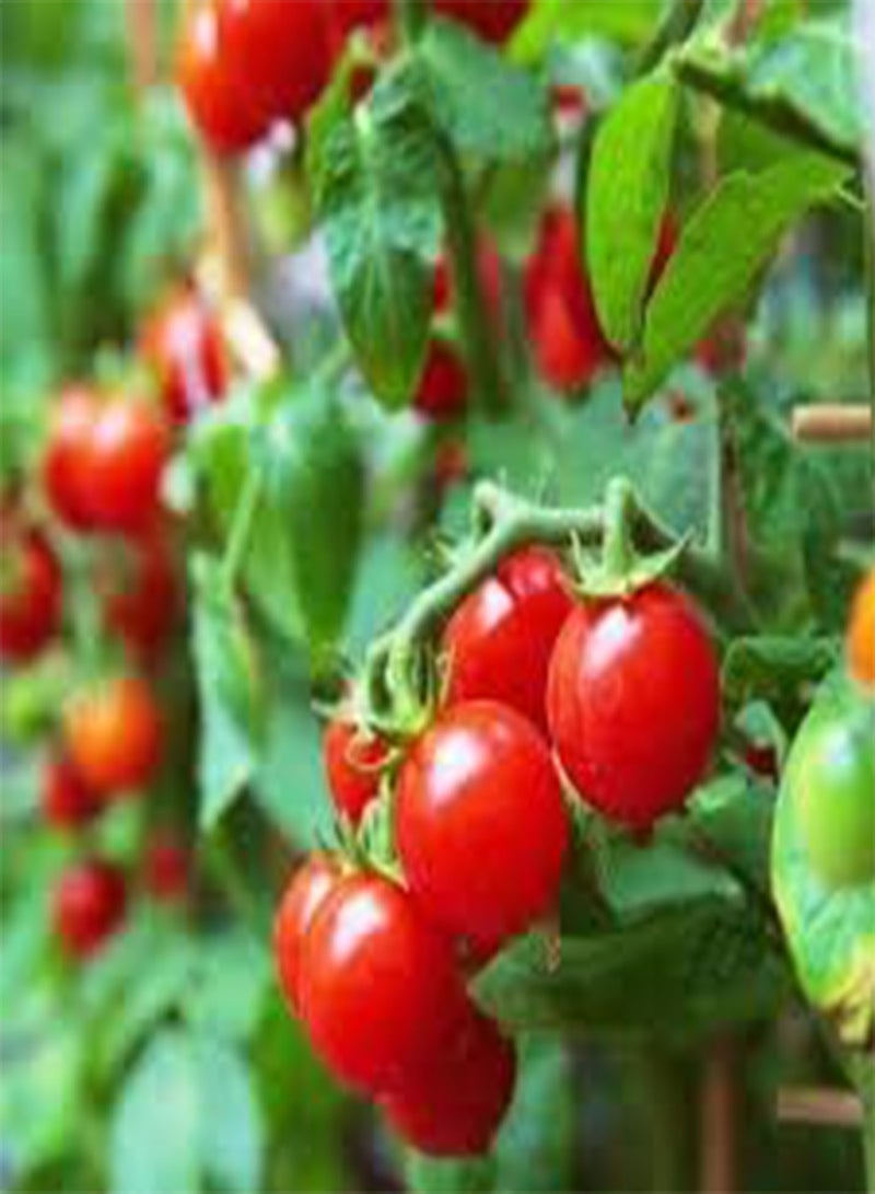 GGOOT seeds Fresh 200 Pcs Tomato Vegetable seeds for Planting Red