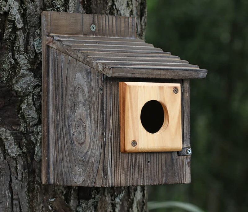 Cloud Fragrant 4 Pieces Bluebird House Predator Guard,Wooden Birdhouse Guard,Bird House Hole Protector Guard for Eastern Bluebird Box 1 1/2 Inch Opening - Image 3