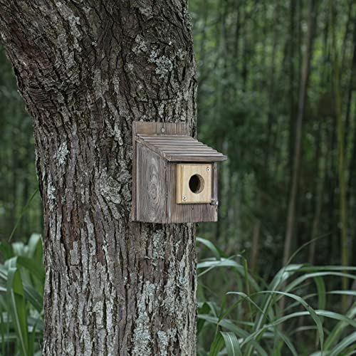 Cloud Fragrant 4 Pieces Bluebird House Predator Guard,Wooden Birdhouse Guard,Bird House Hole Protector Guard for Eastern Bluebird Box 1 1/2 Inch Opening - Image 5