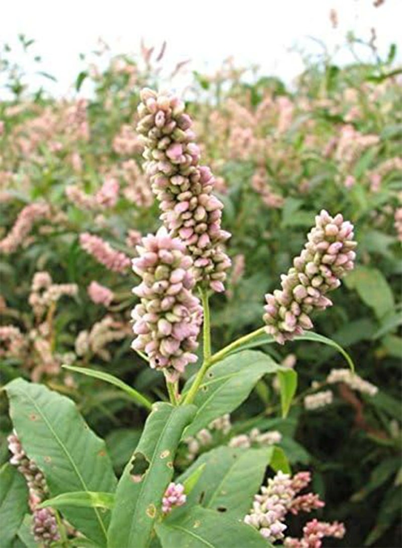 50 Seeds Pennsylvania Smartweed - Pinkweed