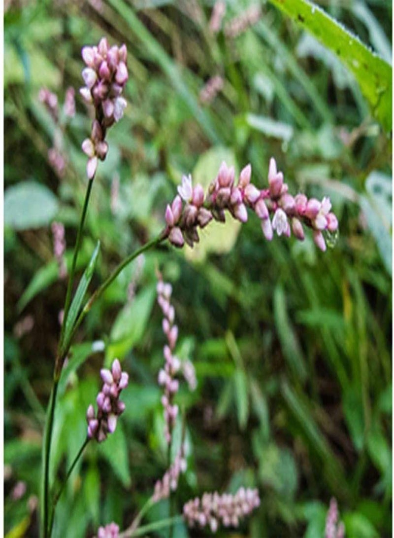 50 Seeds Pennsylvania Smartweed - Pinkweed