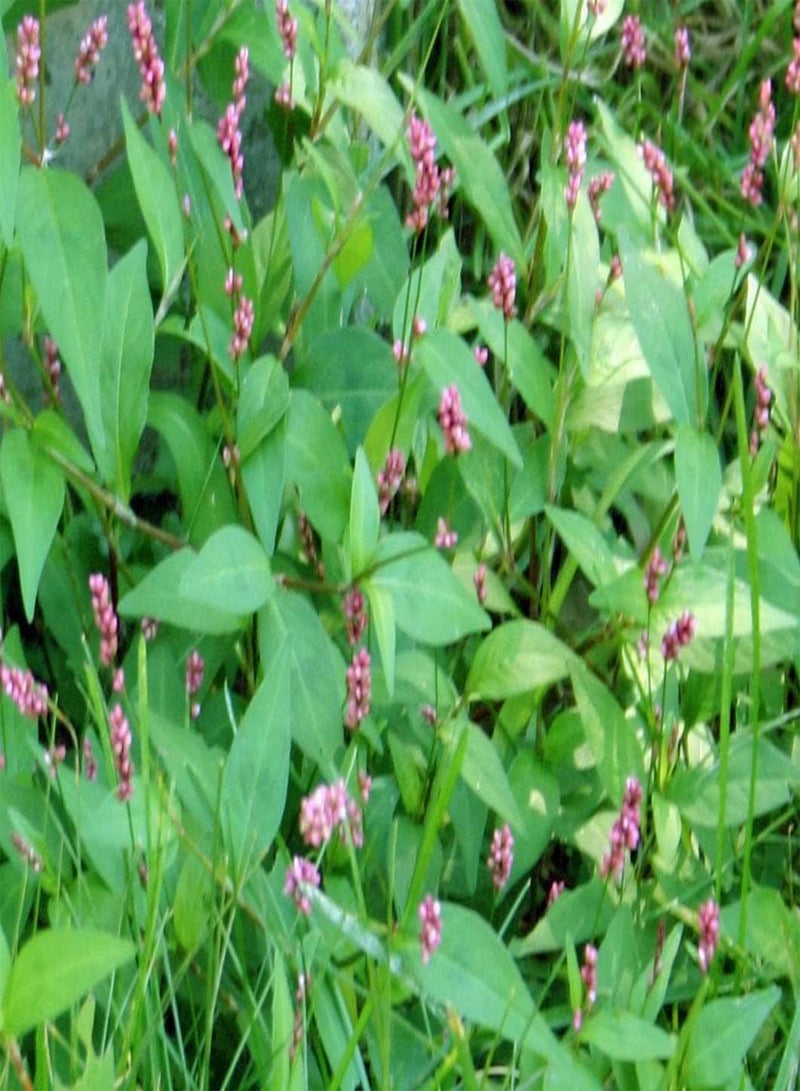 50 Seeds Pennsylvania Smartweed - Pinkweed