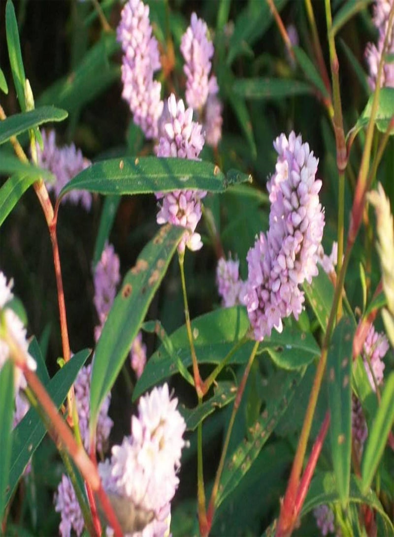 50 Seeds Pennsylvania Smartweed - Pinkweed