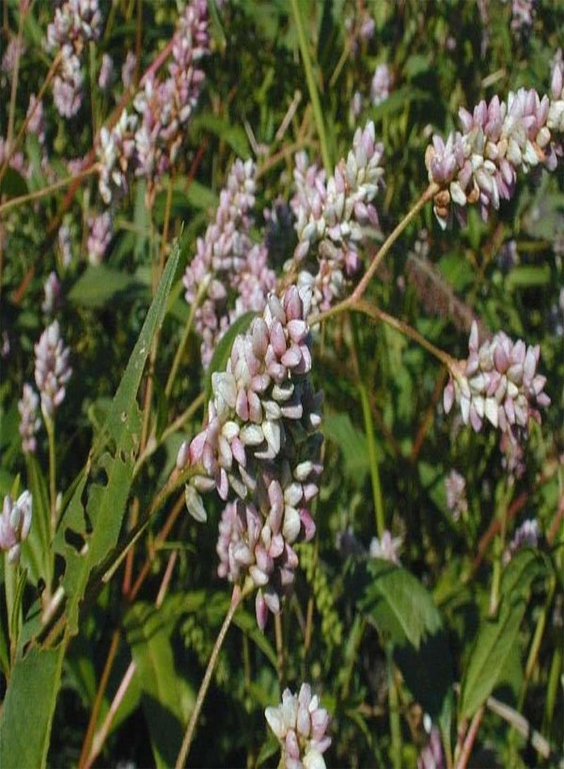 50 Seeds Pennsylvania Smartweed - Pinkweed