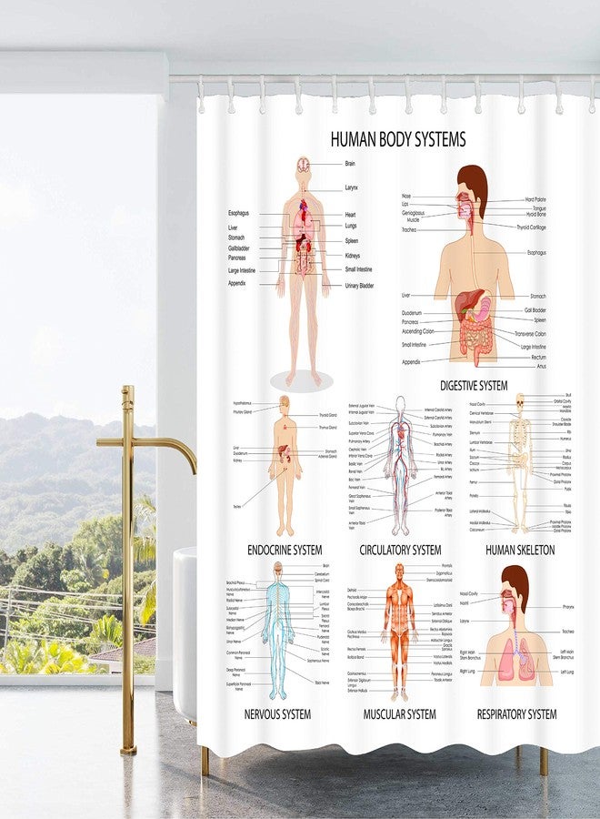 AO BLARE Human Anatomy Shower Curtain Complete Chart of Different Human Organ System Polyester Fabric Shower Curtain 72X72 Inches - Image 2