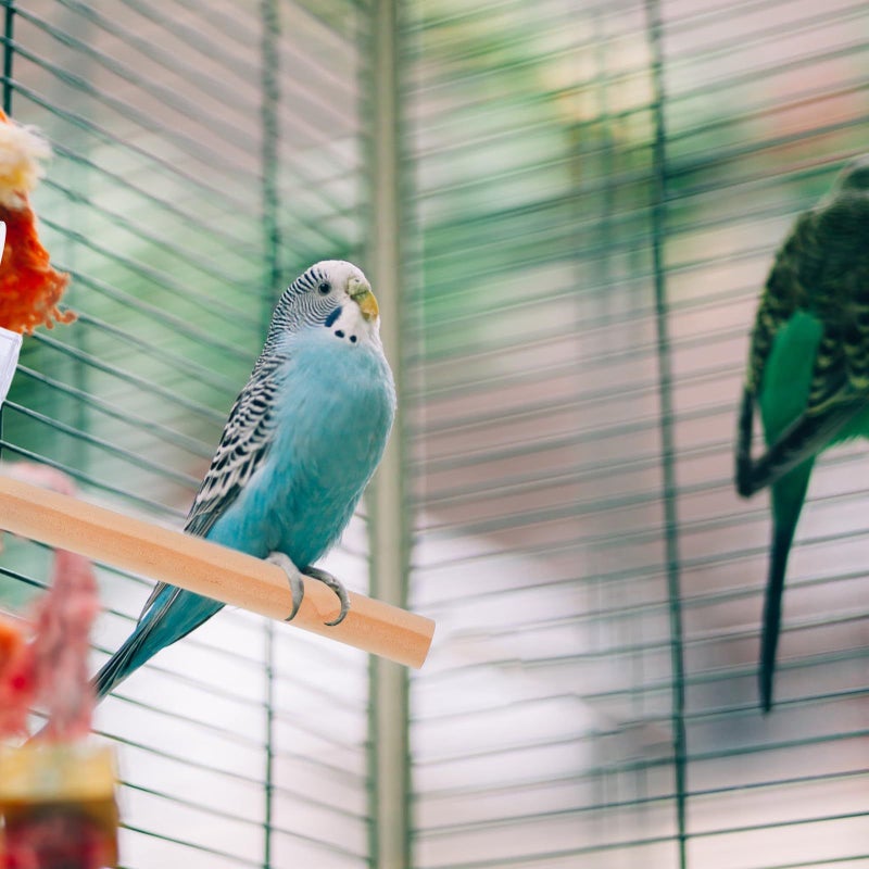 Natural Wood Bird Perch Stand with Suction Cup for Parrots Cockatiels Parakeets - Image 5