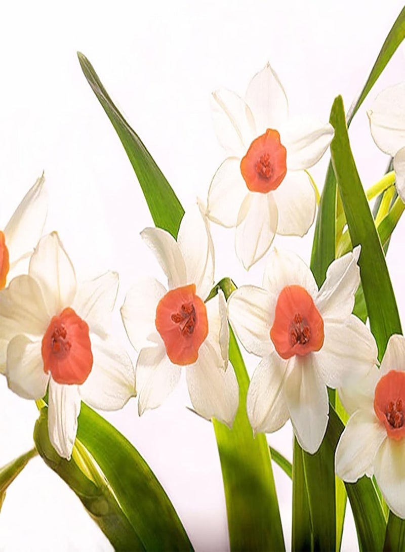 GGOOT 100Pcs/Set Daffodil Seeds Vitality Excellent Producing Medium Watering Perennial Seeds for Yard Seeds for Home - Image 2