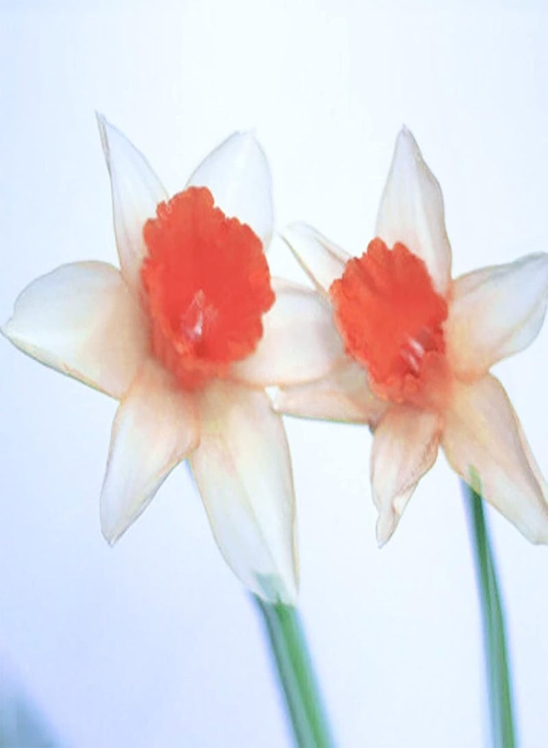 GGOOT 100Pcs/Set Daffodil Seeds Vitality Excellent Producing Medium Watering Perennial Seeds for Yard Seeds for Home - Image 4