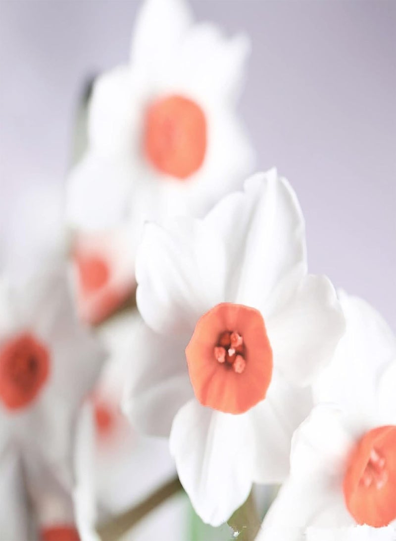 GGOOT 100Pcs/Set Daffodil Seeds Vitality Excellent Producing Medium Watering Perennial Seeds for Yard Seeds for Home - Image 1