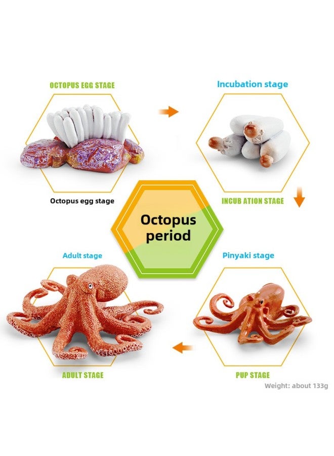 Realistic Small Animal Model Toys Growth Life Cycle Frogs Turtles Chicks Montessori Nursery Teaching Tools-Color:2495 Octopus Cycle Suit 133g - Image 1