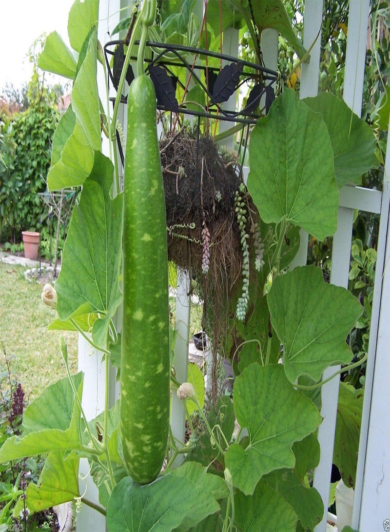 GGOOT 25 Seed Bottle Gourd Seeds - NAM Tao Yai (Asian Vegetable) Dark Mottled Green