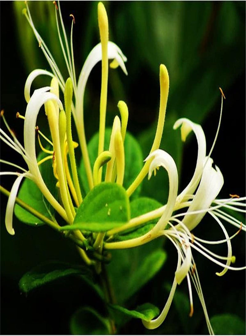 جي جوت بذور زهر العسل النادرة تزين أزهار الريف، بذور معمرة، حديقة الفراشات تزين الشرفة، إزهار طويل - 500 بذرة - Image 1