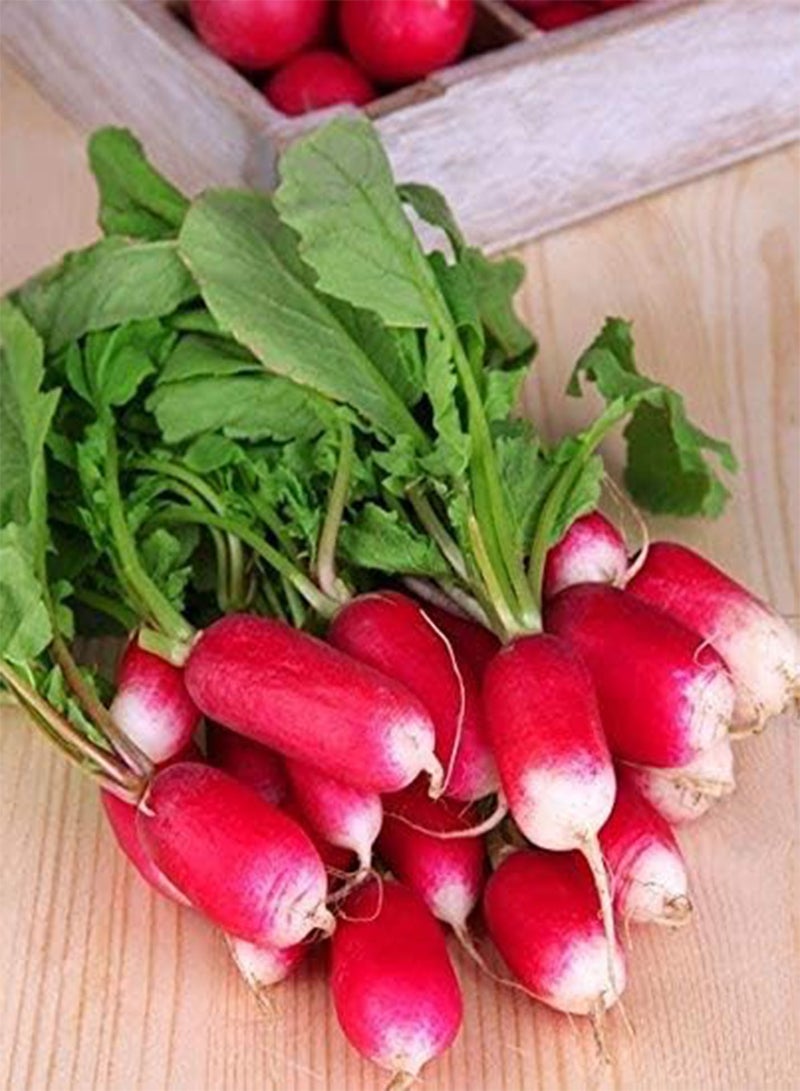 GGOOT Eighteen Days Radish   Coated seeds - Image 4