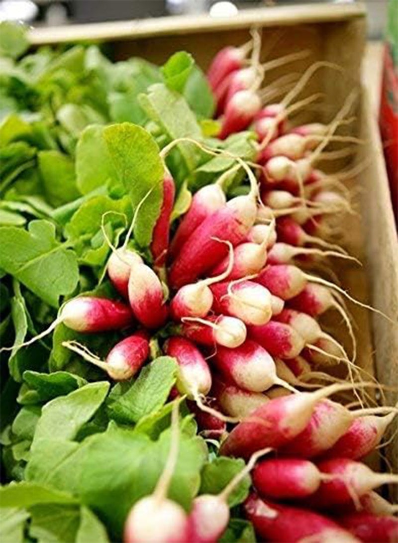 GGOOT Eighteen Days Radish   Coated seeds - Image 1