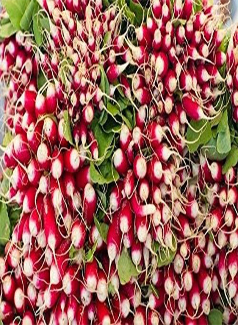 GGOOT Eighteen Days Radish   Coated seeds - Image 2