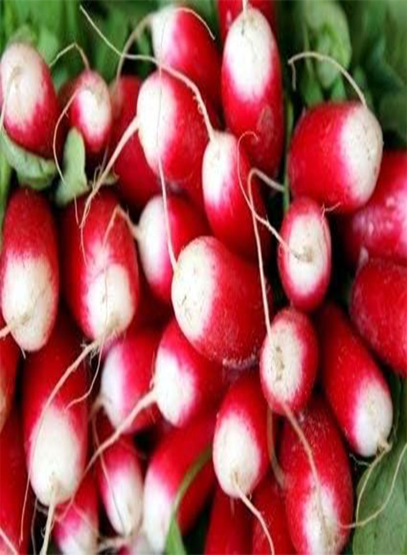 GGOOT Eighteen Days Radish   Coated seeds - Image 3