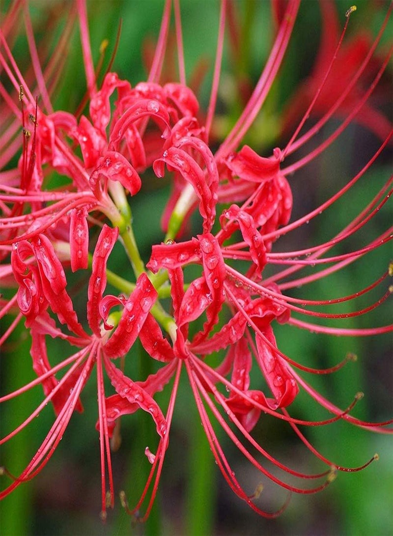 GGOOT Lycoris Radiata seeds Red 'Radiata' Surprise Lilies -5Pcs Lycoris seeds - seeds Easy to Plant - Image 4