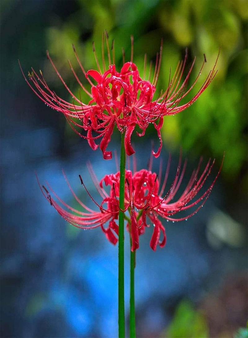 GGOOT Lycoris Radiata seeds Red 'Radiata' Surprise Lilies -5Pcs Lycoris seeds - seeds Easy to Plant - Image 2