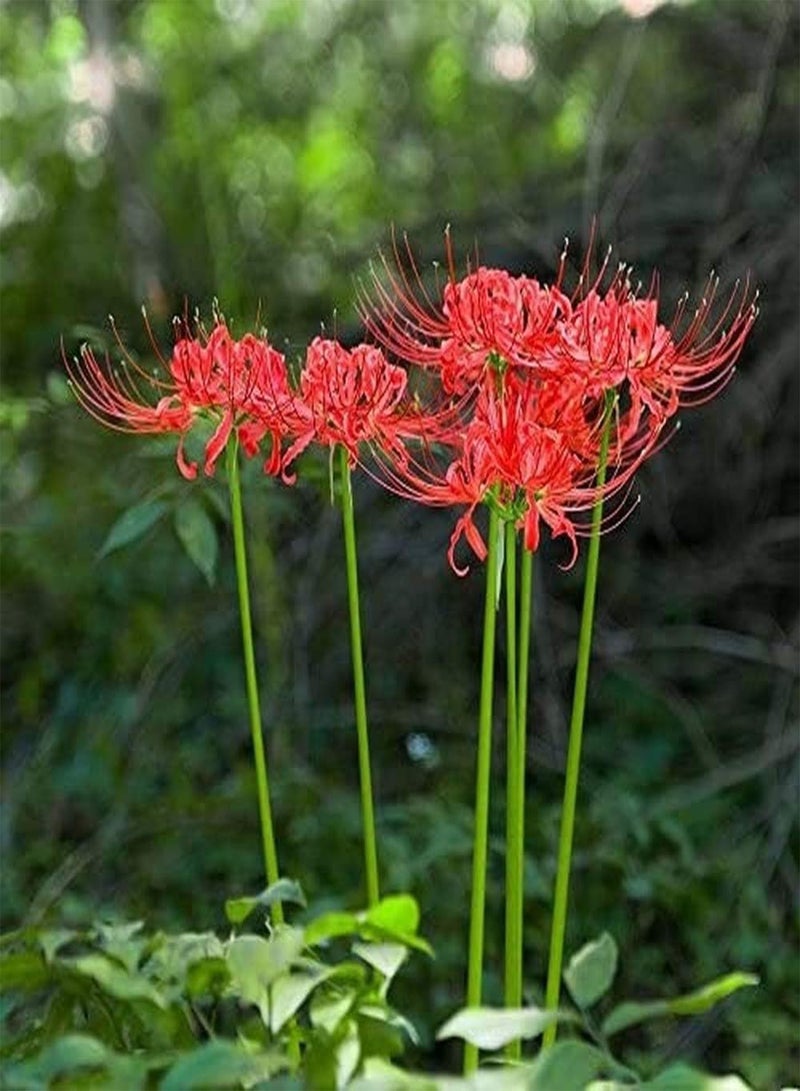 GGOOT Lycoris Radiata seeds Red 'Radiata' Surprise Lilies -5Pcs Lycoris seeds - seeds Easy to Plant - Image 3