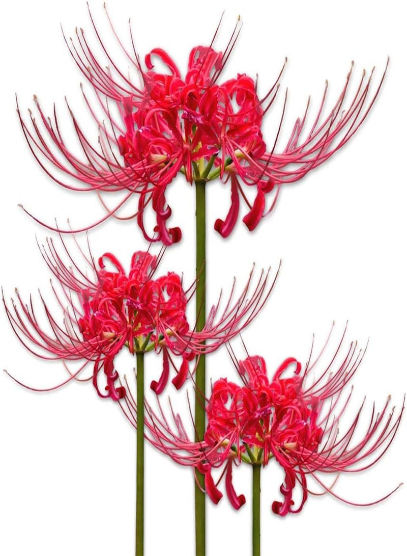 GGOOT Lycoris Radiata seeds Red 'Radiata' Surprise Lilies -5Pcs Lycoris seeds - seeds Easy to Plant - Image 1
