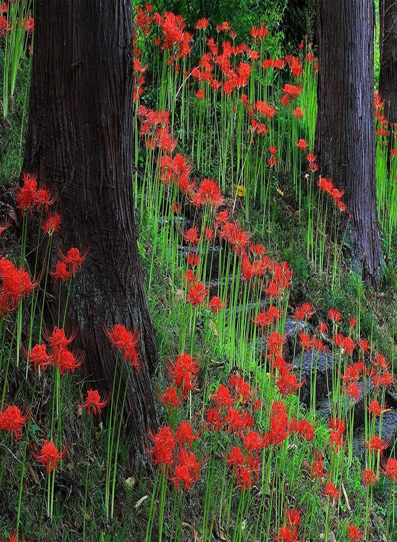 GGOOT Lycoris Radiata seeds Red 'Radiata' Surprise Lilies -5Pcs Lycoris seeds - seeds Easy to Plant - Image 5