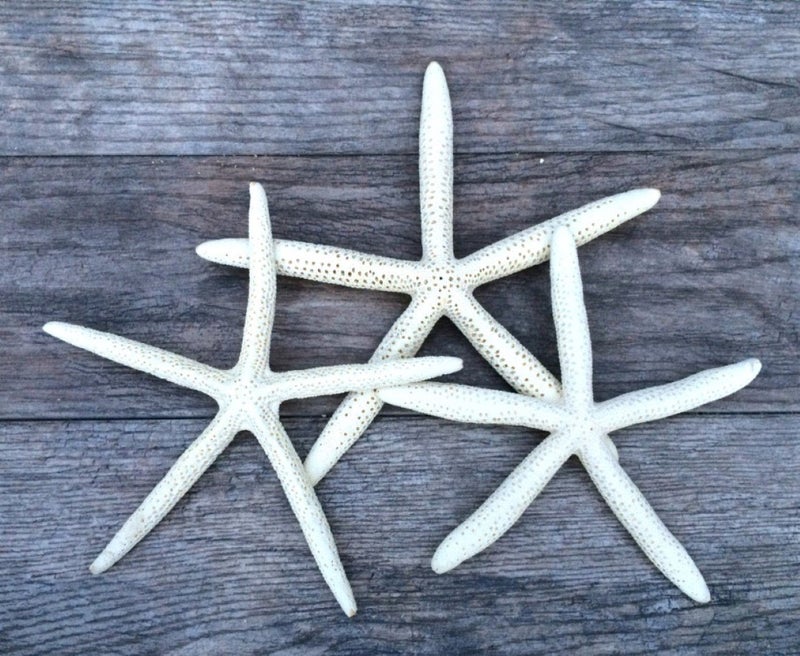 Nautical Crush Trading Starfish Decor White Finger Star Fish 910 3 pcs Craft Starfish White Starfish Decor Beach Wedding Starfish Beach Starfish Dcor Decorative Starfish